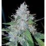 Monster Mass Auto Feminized Marijuana Strain by Critical Mass Collective For Sale Online at Cannabis Seeds Outlet