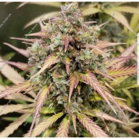 Monster Breath Auto Marijuana Strain by Critical Mass Collective For Sale Online at Cannabis Seeds Outlet