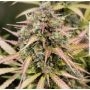 Monster Breath Auto Marijuana Strain by Critical Mass Collective For Sale Online at Cannabis Seeds Outlet