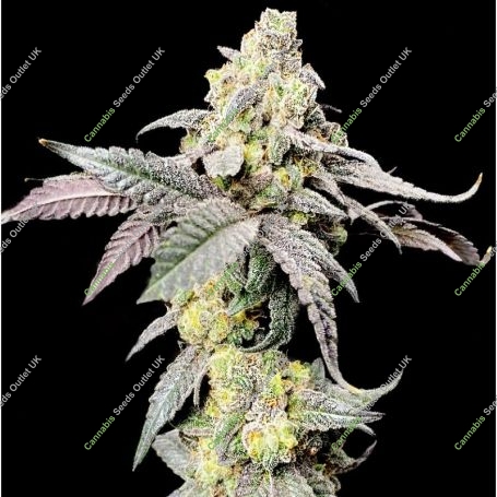 Purple Cherry Ripple Feminized Marijuana Strain by Elev8 Seeds For Sale Online at Cannabis Seeds Outlet
