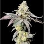 Purple Cherry Ripple Feminized Marijuana Strain by Elev8 Seeds For Sale Online at Cannabis Seeds Outlet