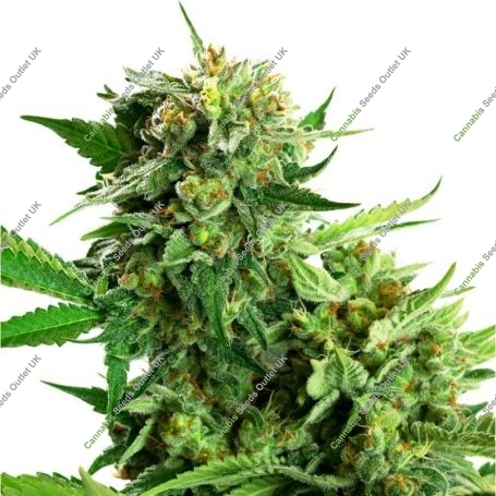 Blackberry Cake Feminized Marijuana Strain by Sensi Seed Bank For Sale Online at Cannabis Seeds Outlet