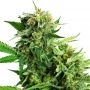Blackberry Cake Feminized Marijuana Strain by Sensi Seed Bank For Sale Online at Cannabis Seeds Outlet