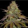 Wedding Cake Feminized Marijuana Strain by Barneys Farm For Sale Online at Cannabis Seeds Outlet