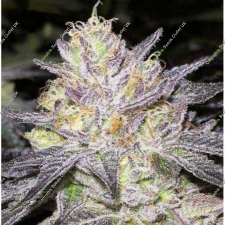 The Cake BC Bud Depot Feminized Marijuana Strain by BC Bud Depot For Sale Online at Cannabis Seeds Outlet