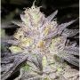 The Cake BC Bud Depot Feminized Marijuana Strain by BC Bud Depot For Sale Online at Cannabis Seeds Outlet
