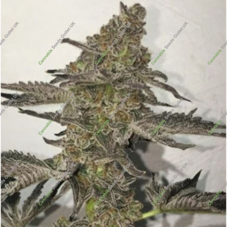 The Breath BC Bud Depot Regular Marijuana Strain by BC Bud Depot For Sale Online at Cannabis Seeds Outlet