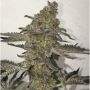 The Breath BC Bud Depot Regular Marijuana Strain by BC Bud Depot For Sale Online at Cannabis Seeds Outlet