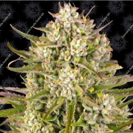 Wedding Cake Auto Feminized Marijuana Strain by Barneys Farm For Sale Online at Cannabis Seeds Outlet