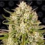 Wedding Cake Auto Feminized Marijuana Strain by Barneys Farm For Sale Online at Cannabis Seeds Outlet