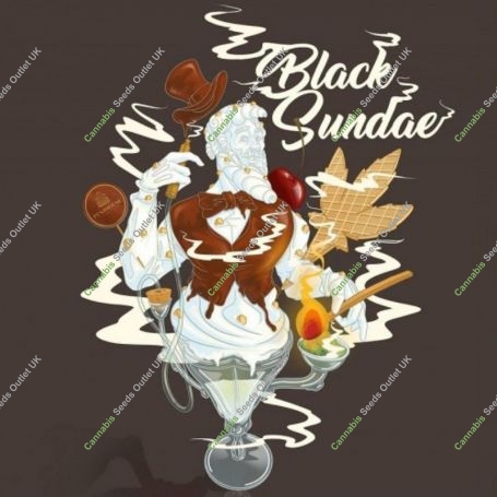 Black Sundae Auto Feminized Marijuana Strain by Penthouse Seeds For Sale Online at Cannabis Seeds Outlet