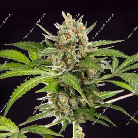 Wedding Cake Auto Feminized Marijuana Strain by Philosopher Seeds For Sale Online at Cannabis Seeds Outlet