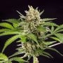 Wedding Cake Auto Feminized Marijuana Strain by Philosopher Seeds For Sale Online at Cannabis Seeds Outlet