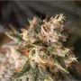 Wedding Drake Feminized Marijuana Strain by Dragon Seeds For Sale Online at Cannabis Seeds Outlet