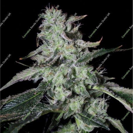 Forbidden Cake Feminized Marijuana Strain by Elev8 Seeds For Sale Online at Cannabis Seeds Outlet