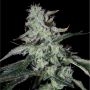 Forbidden Cake Feminized Marijuana Strain by Elev8 Seeds For Sale Online at Cannabis Seeds Outlet