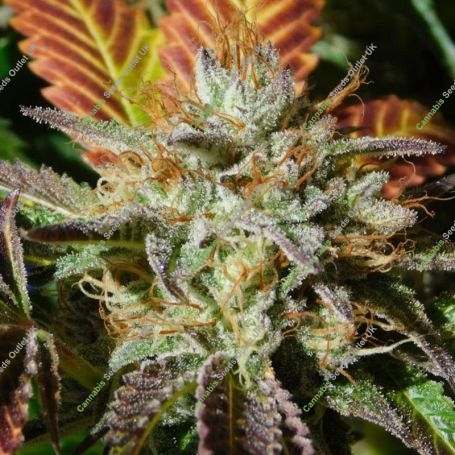Wedding Cookies Marijuana Strain by Original Sensible Seeds For Sale Online at Cannabis Seeds Outlet
