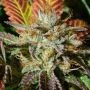 Wedding Cookies Marijuana Strain by Original Sensible Seeds For Sale Online at Cannabis Seeds Outlet