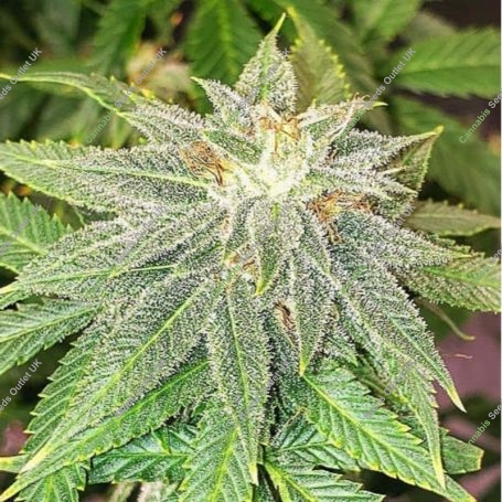 Moon Fruit Feminized Marijuana Strain by Top Shelf Elite For Sale Online at Cannabis Seeds Outlet
