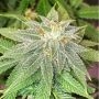 Moon Fruit Feminized Marijuana Strain by Top Shelf Elite For Sale Online at Cannabis Seeds Outlet