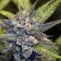 Wedding Cake Bulk Feminized Marijuana Strain by Good Buzz Genetics For Sale Online at Cannabis Seeds Outlet