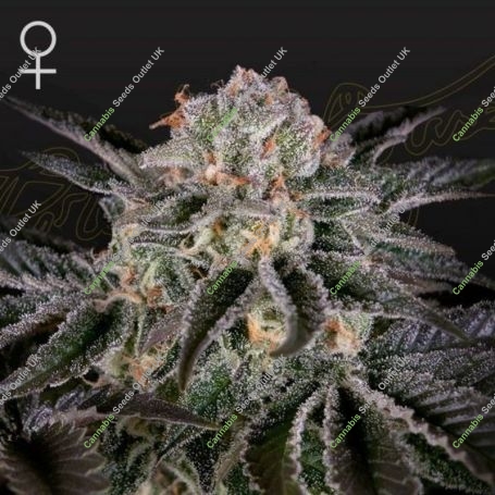 Wonder Pie Feminized Marijuana Strain by Greenhouse Seeds For Sale Online at Cannabis Seeds Outlet