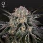 Wonder Pie Feminized Marijuana Strain by Greenhouse Seeds For Sale Online at Cannabis Seeds Outlet
