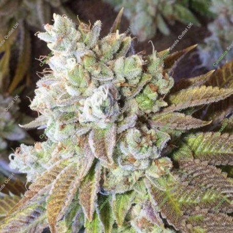 Wedding Cake Feminized Marijuana Strain by Professor Trichome For Sale Online at Cannabis Seeds Outlet