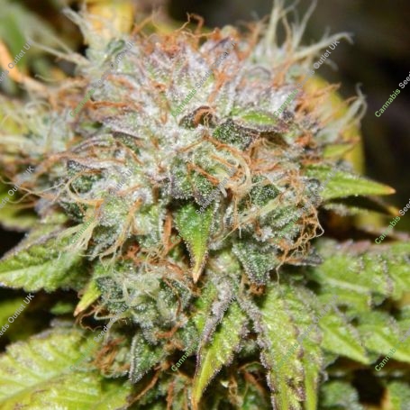 Birthday Cake Regular Marijuana Strain by Purple Caper For Sale Online at Cannabis Seeds Outlet