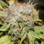 Birthday Cake Regular Marijuana Strain by Purple Caper For Sale Online at Cannabis Seeds Outlet