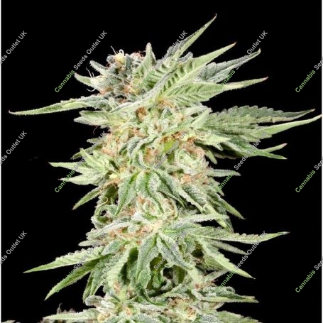 Gelato Sundae Feminized Marijuana Strain by Elev8 Seeds For Sale Online at Cannabis Seeds Outlet