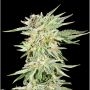 Gelato Sundae Feminized Marijuana Strain by Elev8 Seeds For Sale Online at Cannabis Seeds Outlet