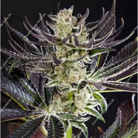 Purple Punch x Do Si Dos Feminized Marijuana Strain by Philosopher Seeds For Sale Online at Cannabis Seeds Outlet