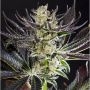 Purple Punch x Do Si Dos Feminized Marijuana Strain by Philosopher Seeds For Sale Online at Cannabis Seeds Outlet