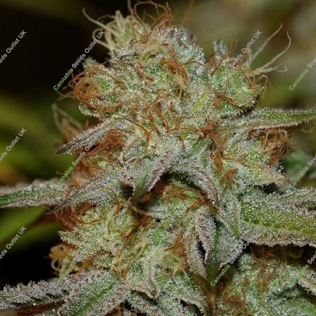 Peyote Forum Feminized Marijuana Strain by Seedsman For Sale Online at Cannabis Seeds Outlet