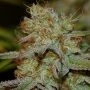Peyote Forum Feminized Marijuana Strain by Seedsman For Sale Online at Cannabis Seeds Outlet