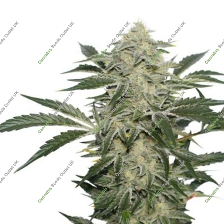 Creamy Kees Regular Marijuana Strain by Super Sativa Seed Club For Sale Online at Cannabis Seeds Outlet