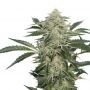 Creamy Kees Regular Marijuana Strain by Super Sativa Seed Club For Sale Online at Cannabis Seeds Outlet