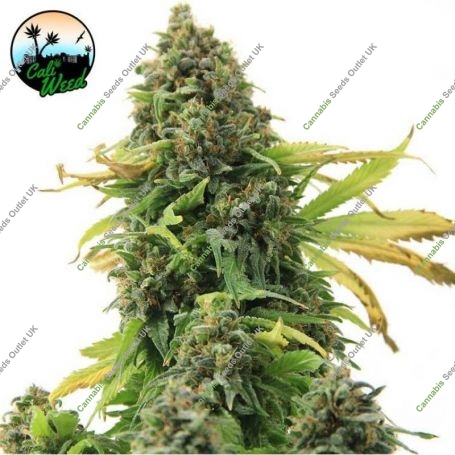 Girl Scout Cookies Feminized Marijuana Strain by Cali Weed For Sale Online at Cannabis Seeds Outlet