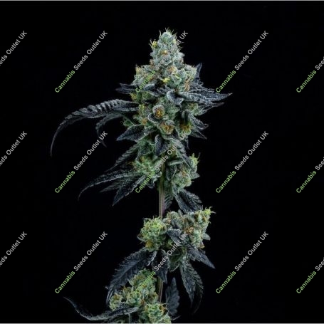 Thin Mint GIrl Scout Cookies Feminized Marijuana Strain by Elev8 Seeds For Sale Online at Cannabis Seeds Outlet