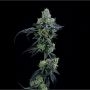 Thin Mint GIrl Scout Cookies Feminized Marijuana Strain by Elev8 Seeds For Sale Online at Cannabis Seeds Outlet