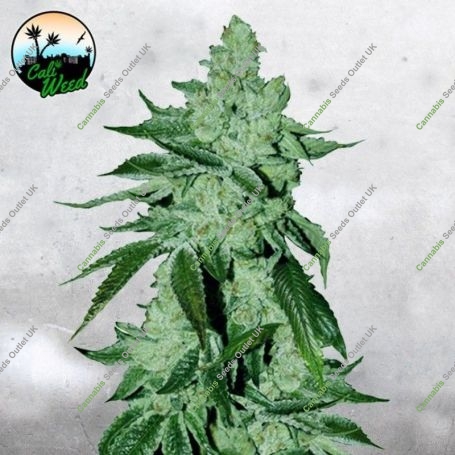 Girl Scout Cookies Auto Feminized Marijuana Strain by Cali Weed For Sale Online at Cannabis Seeds Outlet