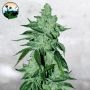 Girl Scout Cookies Auto Feminized Marijuana Strain by Cali Weed For Sale Online at Cannabis Seeds Outlet