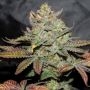 Girl Scout Cookies Auto Feminized Marijuana Strain by Kera Seeds For Sale Online at Cannabis Seeds Outlet