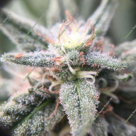 Girl Scout Cookies Auto Feminized Marijuana Strain by Nirvana For Sale Online at Cannabis Seeds Outlet