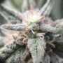 Girl Scout Cookies Auto Feminized Marijuana Strain by Nirvana For Sale Online at Cannabis Seeds Outlet