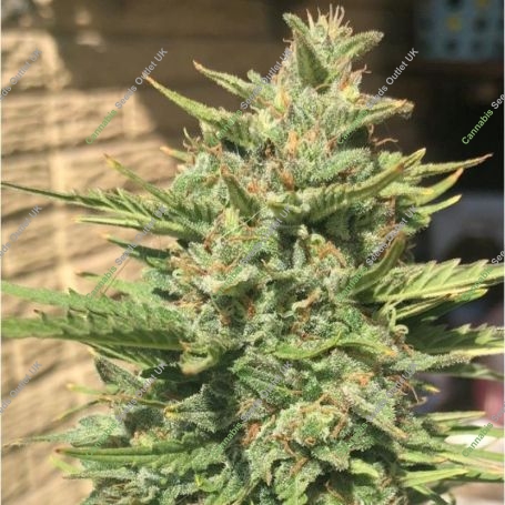 Girl Scout Cookies Auto Feminized Marijuana Strain by Professor Trichome For Sale Online at Cannabis Seeds Outlet
