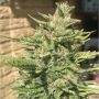 Girl Scout Cookies Auto Feminized Marijuana Strain by Professor Trichome For Sale Online at Cannabis Seeds Outlet