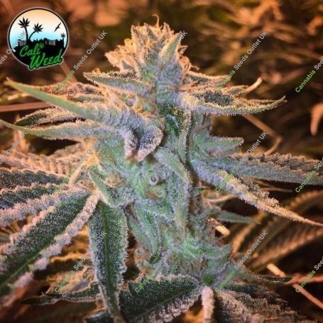 Sunset Sherbet Feminized Marijuana Strain by Cali Weed For Sale Online at Cannabis Seeds Outlet
