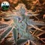 Sunset Sherbet Feminized Marijuana Strain by Cali Weed For Sale Online at Cannabis Seeds Outlet